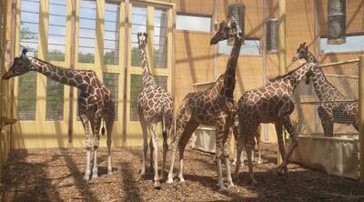 architect for Animal Habitat Design ansd Wildlife Exhibit Design