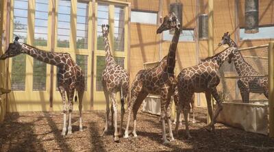 Zoo Design & Animal Habitat Design