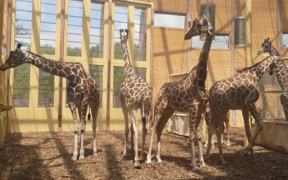 zoo giraffehouse architect
