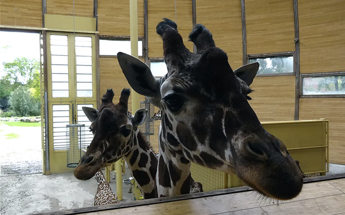 giraffenhuis blijdorp zoo rotterdam 
