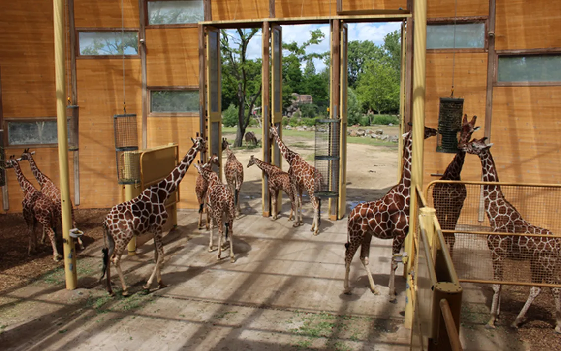 giraffenhuis blijdorp zoo rotterdam 